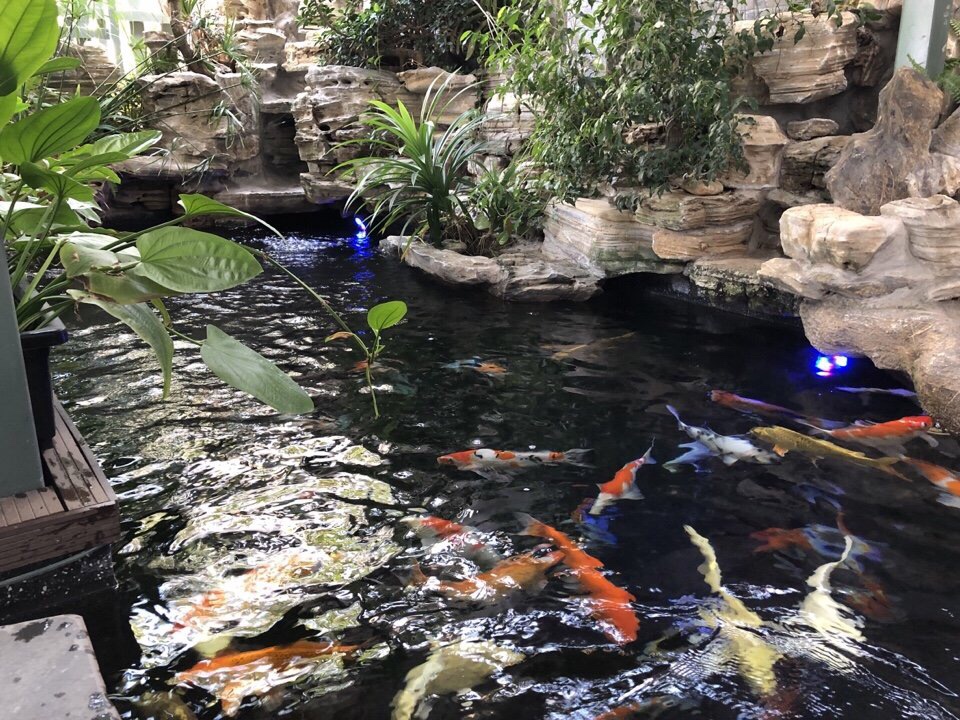 thiết kế thi công hồ cá Koi