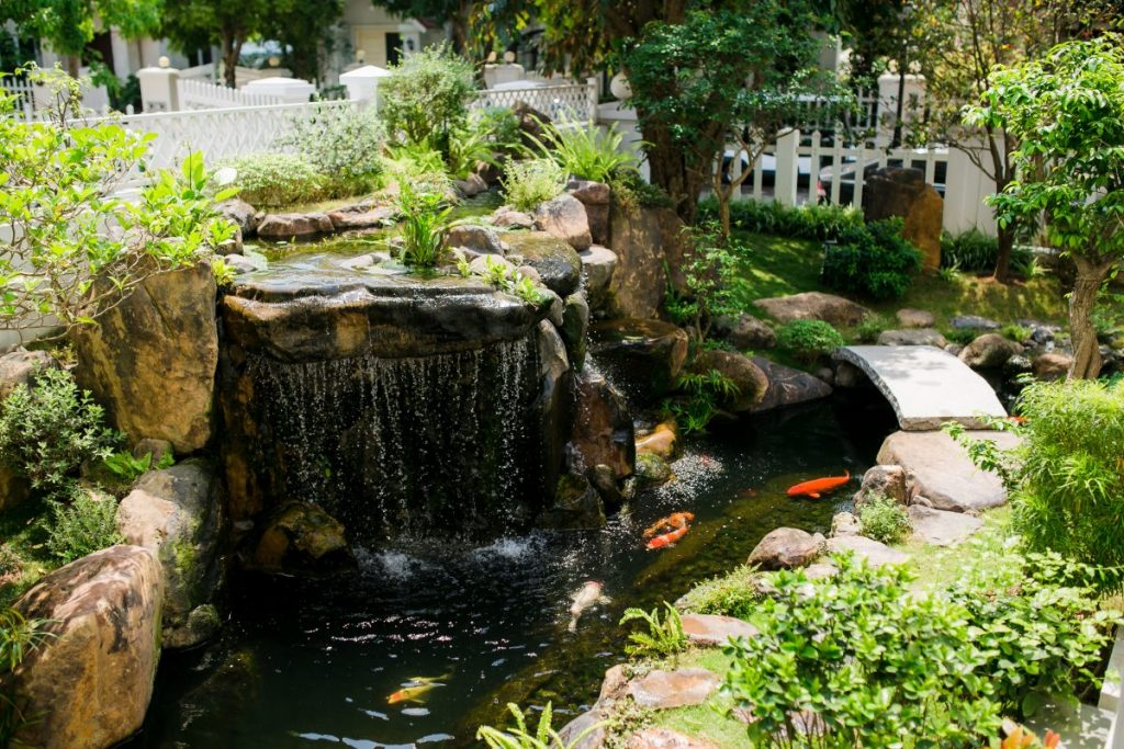 thiết kế thi công hồ cá koi