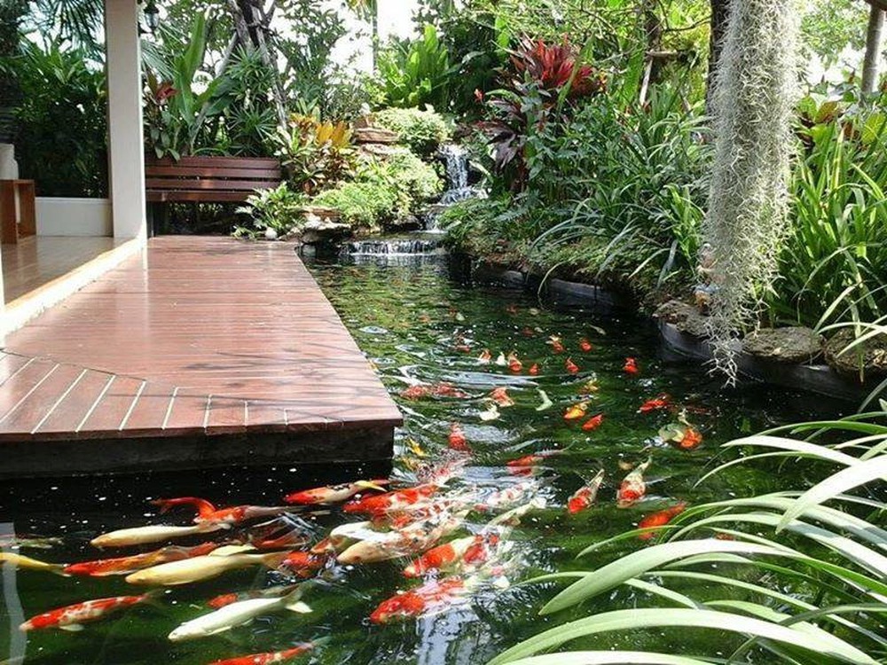 thiết kế thi công hồ cá coi