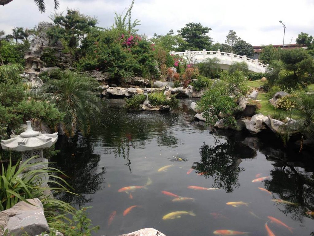 thiết kế thi công hồ cá koi