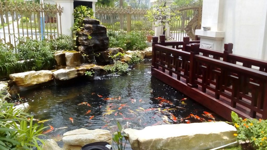 thiết kế thi công hồ cá koi