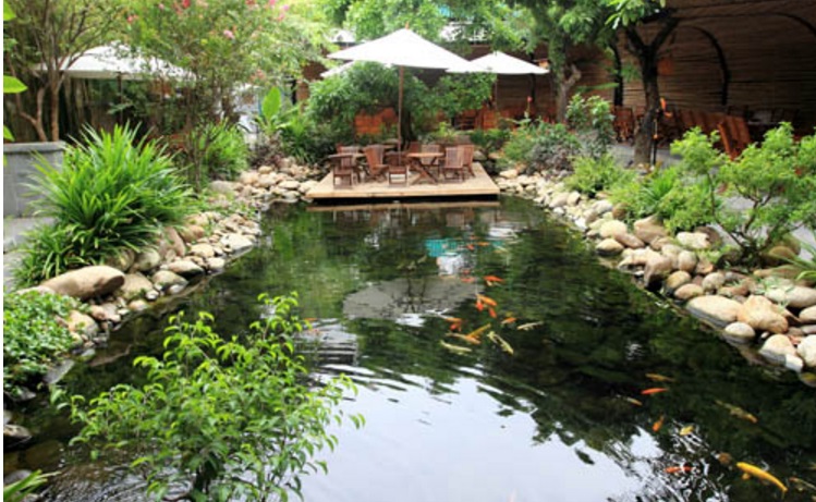 thiết kế thi công hồ cá Koi