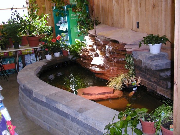 thiết kế thi công hồ cá Koi