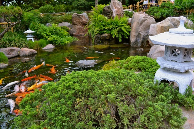 thiết kế thi công hồ cá koi