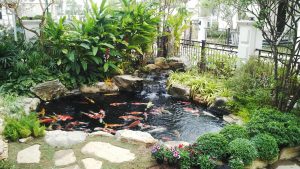thiết kế thi công hồ cá