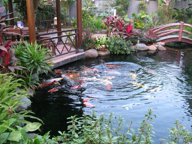 thiết kế thi công hồ cá koi