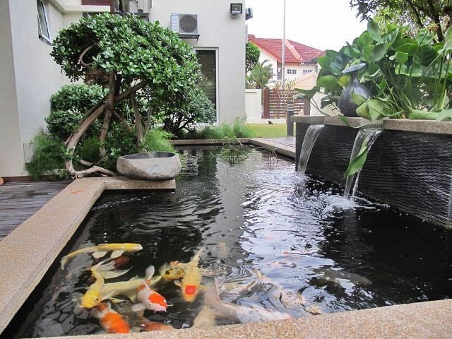 thiết kế thi công hồ cá koi thu hút mọi ánh nhìn